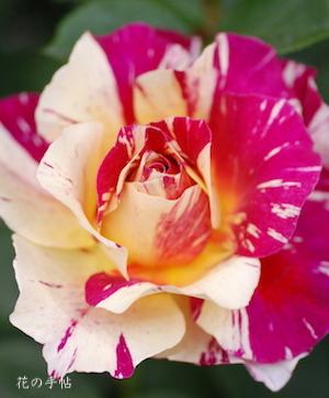 バラ　モーリス ユトリロ（Maurice Utlillo）｜花の手帖のバラ図鑑