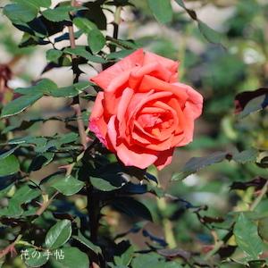 バラ　マキシム（Maxim）｜花の手帖のバラ図鑑