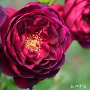 バラ　マヨ（真夜）｜花の手帖のバラ図鑑