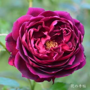 バラ　マヨ（真夜）｜花の手帖のバラ図鑑