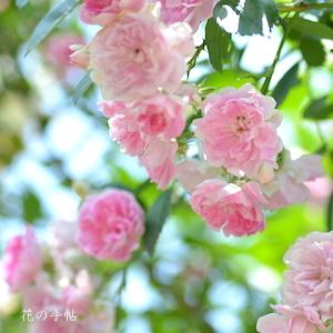 バラ　｜花の手帖のバラ図鑑