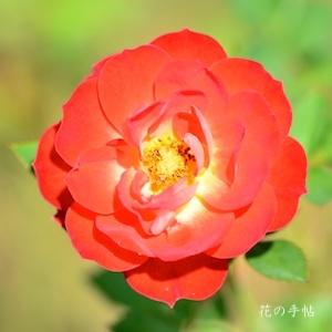 バラ　メイアンディナ（Meillandina）｜花の手帖のバラ図鑑