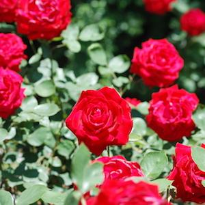 バラ　メリナ（Melina）｜花の手帖のバラ図鑑