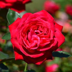 バラ　メリナ（Melina）｜花の手帖のバラ図鑑