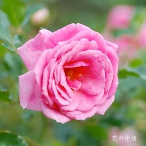 バラ　メンデルスゾーン（Mendelssohn）｜花の手帖のバラ図鑑