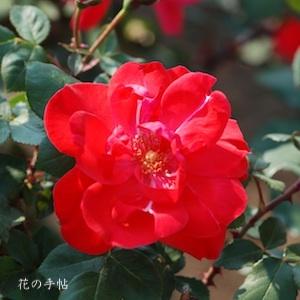 バラ　メフィスト（Mephisto）｜花の手帖のバラ図鑑