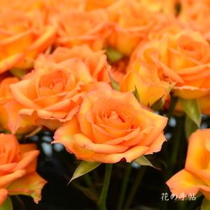 バラ　メテオストリーム（Meteor Stream）｜花の手帖のバラ図鑑