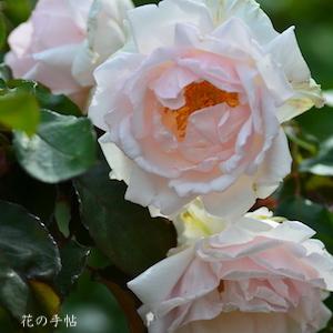 バラ　ミ セレッソ（Mi Cerezo）｜花の手帖のバラ図鑑