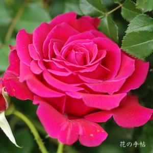 バラ　ミカエル（Michael）｜花の手帖のバラ図鑑