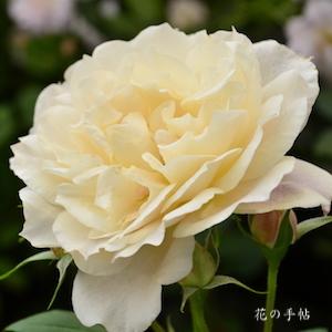 バラ　ミコルフォンターナ｜花の手帖のバラ図鑑