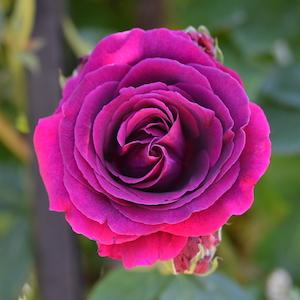 バラ　みかも（Mikamo）｜花の手帖のバラ図鑑