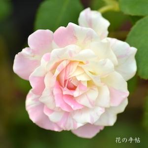 バラ　ミルフィーユ（Mille-feuille）｜花の手帖のバラ図鑑