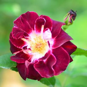 バラ　｜花の手帖のバラ図鑑