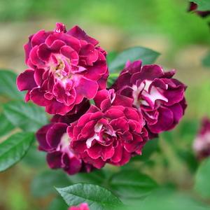 バラ　｜花の手帖のバラ図鑑