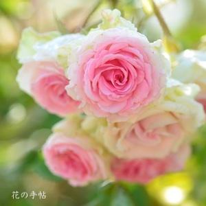 バラ　ミミ エデン（Mimi Eden）｜花の手帖のバラ図鑑