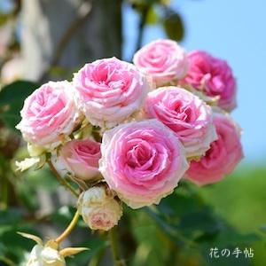 バラ　つるミミ エデン（Mimi Eden, Cl.）｜花の手帖のバラ図鑑
