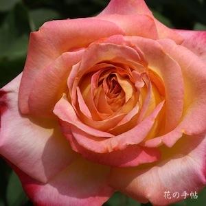 バラ　ミラマーレ（Miramare）｜花の手帖のバラ図鑑