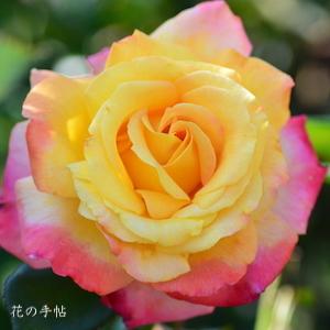 バラ　ミラマーレ（Miramare）｜花の手帖のバラ図鑑