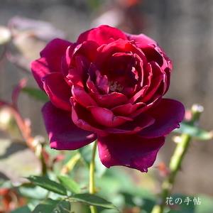 バラ　ミランディー（Mirandy）｜花の手帖のバラ図鑑