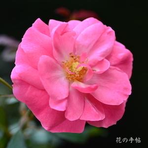バラ　ミラト（Mirato）｜花の手帖のバラ図鑑