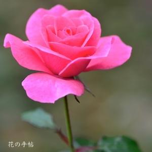 バラ　ミラト（Mirato）｜花の手帖のバラ図鑑