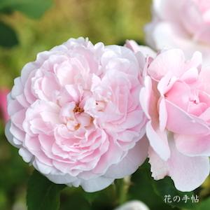 バラ　ミス アリス（Miss Alice）｜花の手帖のバラ図鑑