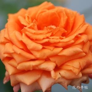 バラ　マドモアゼル マイコ（Mademoiselle Aiko）｜花の手帖のバラ図鑑