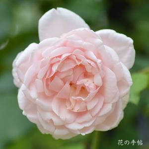 バラ　マダムアルフレッドカリエール／マダムアルフレッドキャリエール（Madame Alfred Carriere）｜花の手帖のバラ図鑑