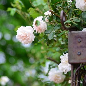 バラ　マダムアルフレッドカリエール／マダムアルフレッドキャリエール（Madame Alfred Carriere）｜花の手帖のバラ図鑑