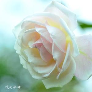 バラ　マダムブラヴィ（Mdame Bravy）｜花の手帖のバラ図鑑