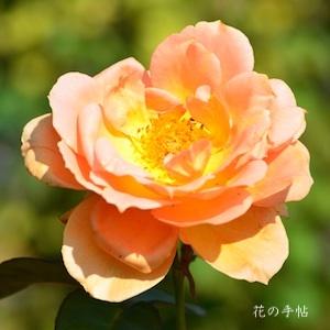 バラ　マダム シャルル ソバージュ（Madame Charles Sauvage）｜花の手帖のバラ図鑑