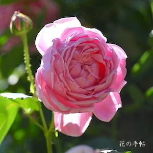 バラ　マダム シュバリエ（Madame Chevalier）｜花の手帖のバラ図鑑