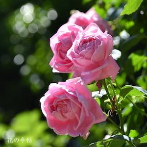 バラ　マダム シュバリエ（Madame Chevalier）｜花の手帖のバラ図鑑