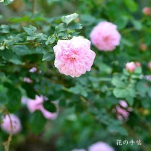 バラ　マダム シュバリエ（Madame Chevalier）｜花の手帖のバラ図鑑