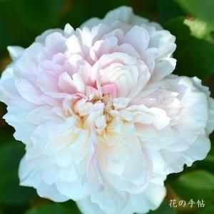 バラ　マダム コーネリサ（Madame Cornélissen）｜花の手帖のバラ図鑑