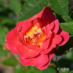 バラ　マダム セゴンド ウェーバー｜花の手帖のバラ図鑑