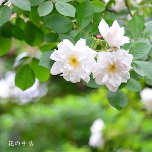 バラ　マダム ジョルジュ ブリアン（Madame Georges Bruant）｜花の手帖のバラ図鑑