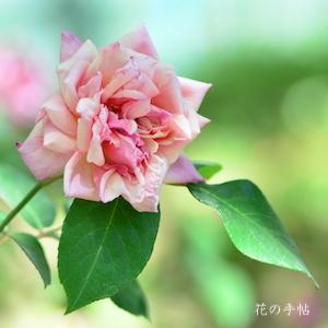 バラ　マダム ラ プリンセス ドゥ ラジウエル｜花の手帖のバラ図鑑