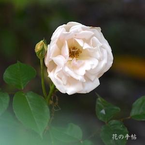 バラ　マダムメラニーウィレアモス（Mme Melanie Willermoz）｜花の手帖のバラ図鑑