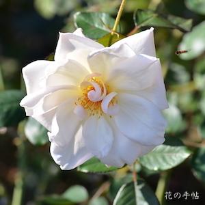 バラ　マダムメラニースペール（Madame Melanie Soupert）｜花の手帖のバラ図鑑