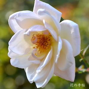 バラ　マダムメラニースペール（Madame Melanie Soupert）｜花の手帖のバラ図鑑