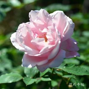 バラ　マダム ピエール ユレール（Madame Pierre Euler）｜花の手帖のバラ図鑑