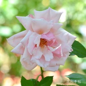 バラ　マダム セゴンド ウェーバー｜花の手帖のバラ図鑑