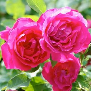 バラ　マダム ヴィクトール ヴァルディア（Madame Victor Verdier）｜花の手帖のバラ図鑑