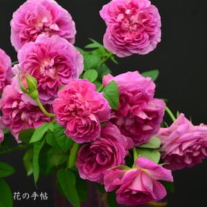 バラ　モエリー｜花の手帖のバラ図鑑