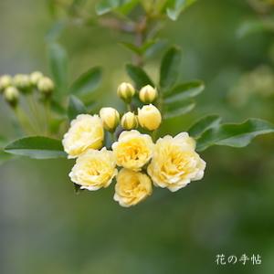 バラ　モッコウバラ（木香薔薇）｜花の手帖のバラ図鑑