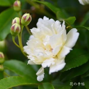 バラ　モッコウバラ（木香薔薇）｜花の手帖のバラ図鑑