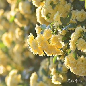 バラ　モッコウバラ（木香薔薇）｜花の手帖のバラ図鑑