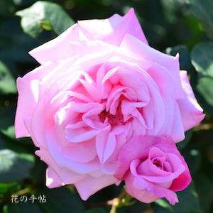 バラ　モモカ（桃香）｜花の手帖のバラ図鑑