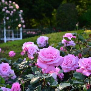 バラ　モモカ（桃香）｜花の手帖のバラ図鑑